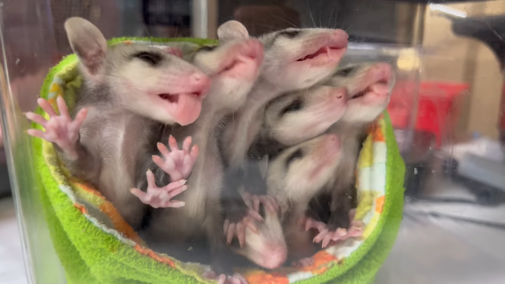 Photo of seven baby possums in a green pouch, all smooshed togther. One is licking the container they are in, and the one at the bottom is being squished by the others. 